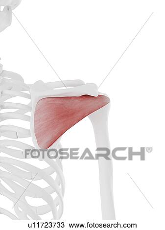 Infraspinatus muscle, computer illustration. View Large Photo Image Stock Image - Infraspinatus muscle, computer illustration.. Fotosearch