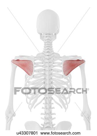 Stock Image - Infraspinatus muscle, computer illustration.. Fotosearch