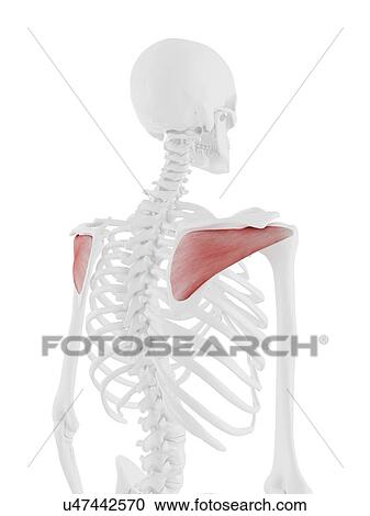 Stock Image - Infraspinatus muscle, computer illustration.. Fotosearch