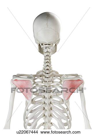 Infraspinatus muscle, illustration View Large Photo Image Picture - Infraspinatus muscle, illustration. Fotosearch