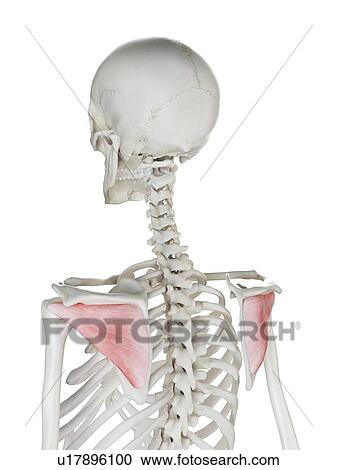 Stock Image - Infraspinatus muscle, illustration. Fotosearch