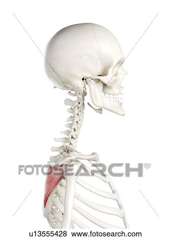 Stock Photo - Infraspinatus muscle, illustration. Fotosearch