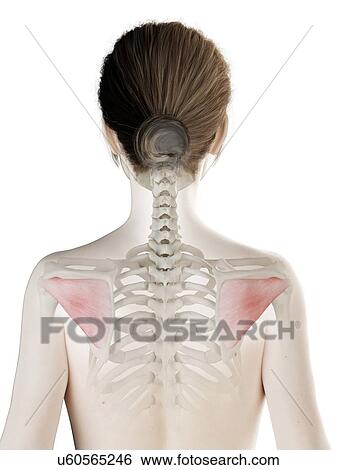 Stock Photograph - Infraspinatus muscle, illustration. Fotosearch