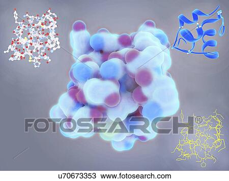 Stock Image - Insulin molecules, illustration. Insulin is a protein hormone produced in the pancreas that regulates the metabolism of carbohydrates, proteins and fats. It does this by promoting the uptake of glucose from the blood into liver cells, skeletal muscle.... Fotosearch