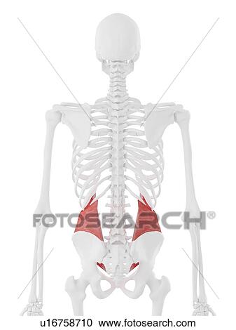 Internal oblique muscle, computer illustration. View Large Photo Image Stock Image - Internal oblique muscle, computer illustration.. Fotosearch