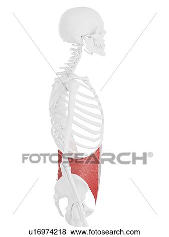 Stock Photo - Internal oblique muscle, computer illustration.. Fotosearch
