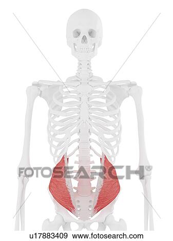 Stock Photo - Internal oblique muscle, computer illustration.. Fotosearch