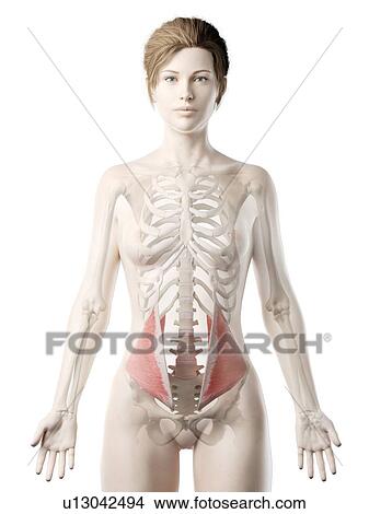 Internal oblique muscle, illustration View Large Photo Image Picture - Internal oblique muscle, illustration. Fotosearch