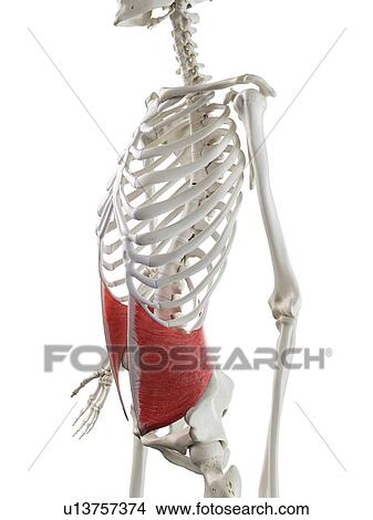 Picture - Internal oblique muscle, illustration. Fotosearch