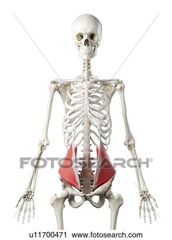 Stock Image - Internal oblique muscle, illustration. Fotosearch