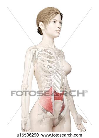 Internal oblique muscle, illustration View Large Photo Image Stock Image - Internal oblique muscle, illustration. Fotosearch