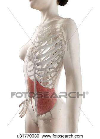 Internal oblique muscle, illustration View Large Photo Image Stock Image - Internal oblique muscle, illustration. Fotosearch