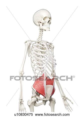 Internal oblique muscle, illustration View Large Photo Image Stock Photography - Internal oblique muscle, illustration. Fotosearch