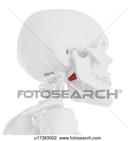 Internal pterygoideus muscle, computer illustration. View Large Photo Image Stock Image - Internal pterygoideus muscle, computer illustration.. Fotosearch
