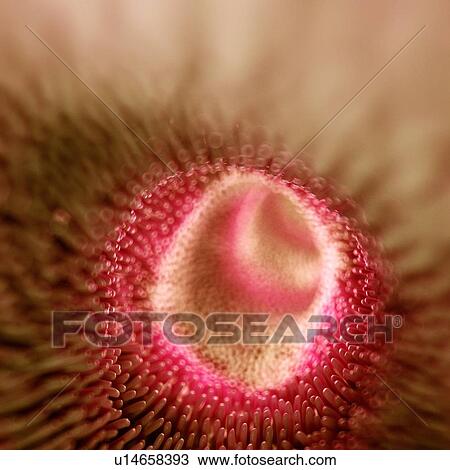 Stock Image - Intestinal villi, computer illustration.. Fotosearch
