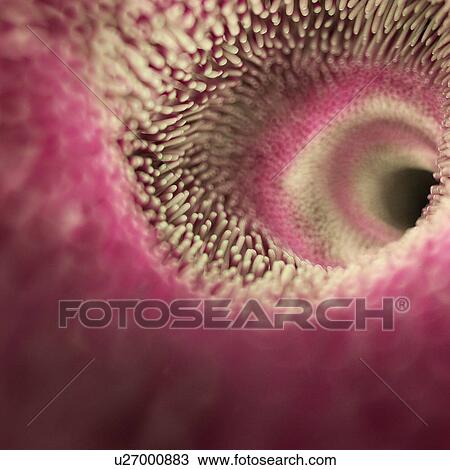 Stock Image - Intestinal villi, computer illustration.. Fotosearch