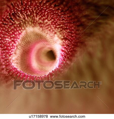 Stock Photo - Intestinal villi, computer illustration.. Fotosearch
