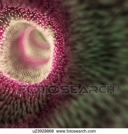Stock Photo - Intestinal villi, computer illustration.. Fotosearch