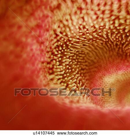 Stock Photography - Intestinal villi, computer illustration.. Fotosearch