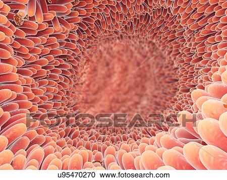 Stock Image - Intestinal villi, illustration. Fotosearch