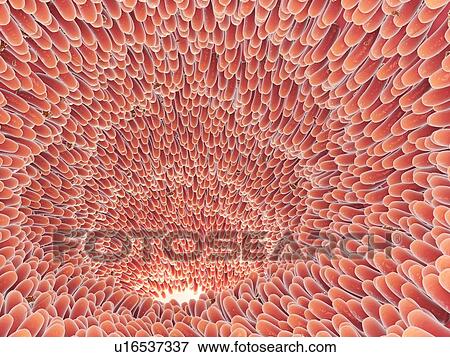 Stock Photo - Intestinal villi, illustration. Fotosearch