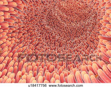 Stock Photograph - Intestinal villi, illustration. Fotosearch