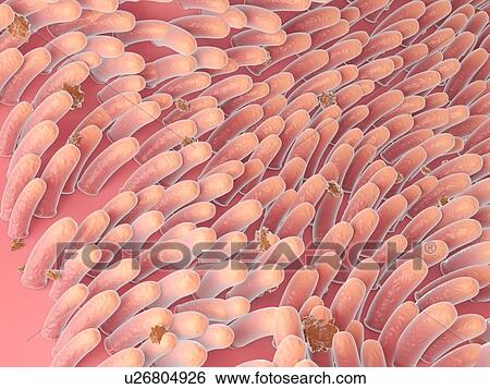Intestinal villi, illustration View Large Photo Image Stock Photograph - Intestinal villi, illustration. Fotosearch