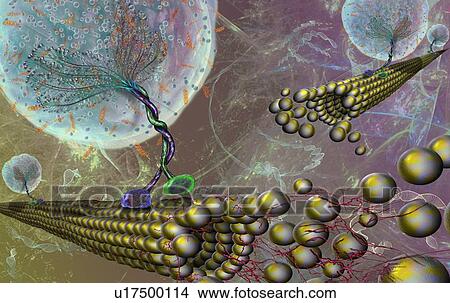 Picture - Intracellular transport. Illustration of vesicles (spheres) being transported along microtubules (rod-shaped) by kinesin motor proteins (green and purple). Kinesins are able to 'walk' along microtubules. Microtubules are polymers of the protein.... Fotosearch