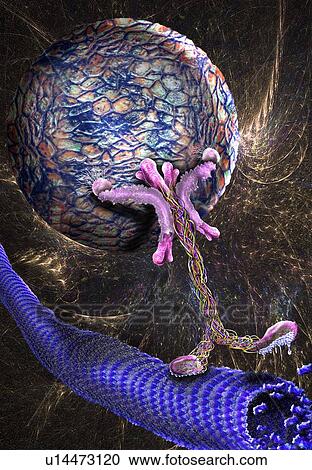 Stock Image - Intracellular transport. Illustration of a vesicle (sphere) being transported along a microtubule (rod-shaped) by a kinesin motor protein. Kinesins are able to 'walk' along microtubules. Microtubules are polymers of the protein tubulin and are a.... Fotosearch