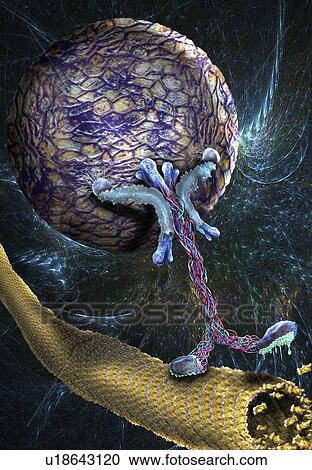 Stock Image - Intracellular transport. Illustration of a vesicle (sphere) being transported along a microtubule (rod-shaped) by a kinesin motor protein. Kinesins are able to 'walk' along microtubules. Microtubules are polymers of the protein tubulin and are a.... Fotosearch