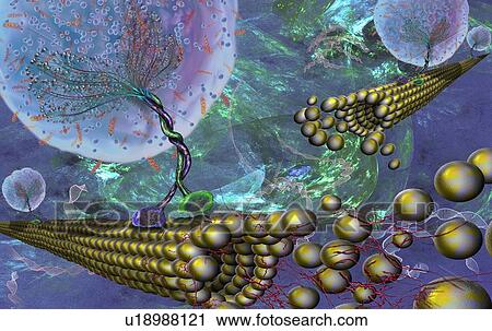 Stock Image - Intracellular transport. Illustration of vesicles (spheres) being transported along microtubules (rod-shaped) by kinesin motor proteins (green and purple). Kinesins are able to 'walk' along microtubules. Microtubules are polymers of the protein.... Fotosearch