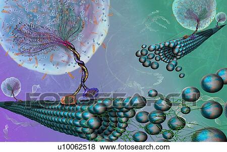 Stock Photo - Intracellular transport. Illustration of vesicles (spheres) being transported along microtubules (rod-shaped) by kinesin motor proteins (orange and purple). Kinesins are able to 'walk' along microtubules. Microtubules are polymers of the protein.... Fotosearch