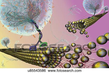 Stock Photograph - Intracellular transport. Illustration of vesicles (spheres) being transported along microtubules (rod-shaped) by kinesin motor proteins (green and purple). Kinesins are able to 'walk' along microtubules. Microtubules are polymers of the protein.... Fotosearch