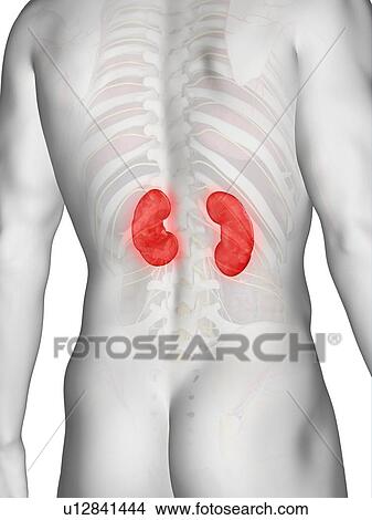 Picture - Kidney anatomy, computer illustration.. Fotosearch