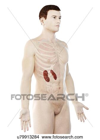 Picture - Kidney anatomy, computer illustration.. Fotosearch