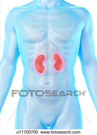 Kidney anatomy, computer illustration. View Large Photo Image Stock Image - Kidney anatomy, computer illustration.. Fotosearch