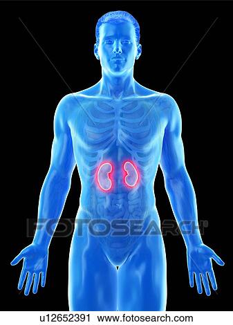 Stock Image - Kidney anatomy, computer illustration.. Fotosearch