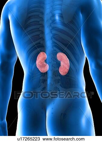 Stock Image - Kidney anatomy, computer illustration.. Fotosearch