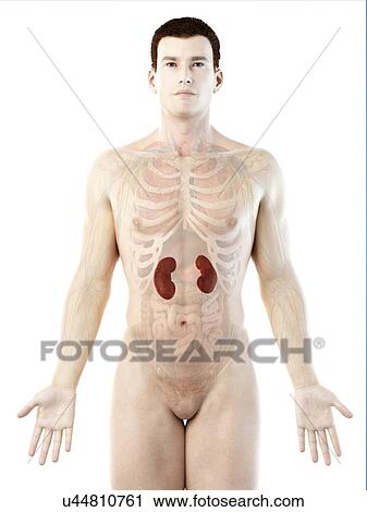 Kidney anatomy, computer illustration. View Large Photo Image Stock Image - Kidney anatomy, computer illustration.. Fotosearch