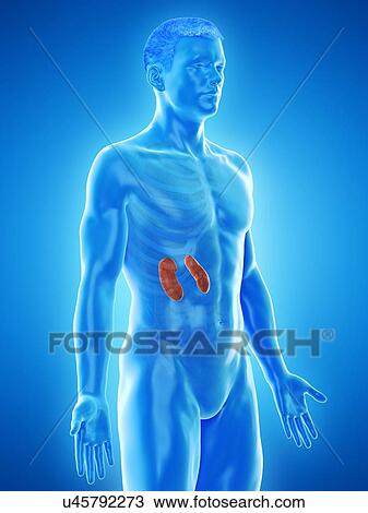 Stock Image - Kidney anatomy, computer illustration.. Fotosearch