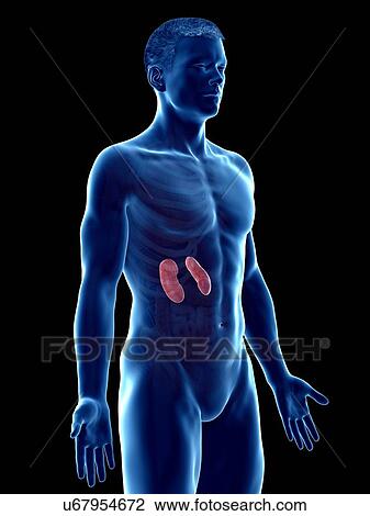 Stock Image - Kidney anatomy, computer illustration.. Fotosearch