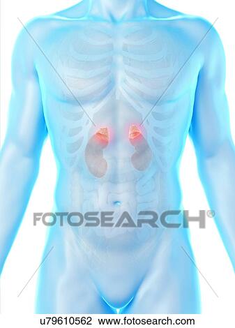 Kidney anatomy, computer illustration. View Large Photo Image Stock Image - Kidney anatomy, computer illustration.. Fotosearch