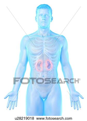 Stock Photo - Kidney anatomy, computer illustration.. Fotosearch