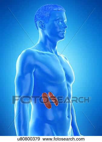 Kidney anatomy, computer illustration. View Large Photo Image Stock Photo - Kidney anatomy, computer illustration.. Fotosearch
