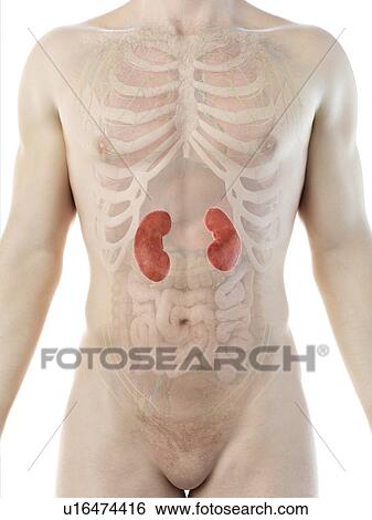 Kidney anatomy, computer illustration. View Large Photo Image Stock Photograph - Kidney anatomy, computer illustration.. Fotosearch
