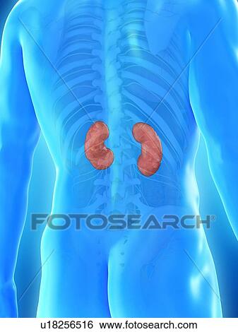 Kidney anatomy, computer illustration. View Large Photo Image Stock Photograph - Kidney anatomy, computer illustration.. Fotosearch