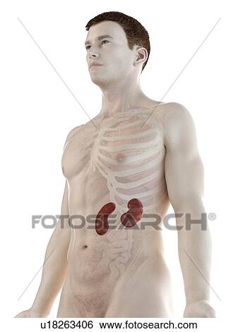 Stock Photograph - Kidney anatomy, computer illustration.. Fotosearch