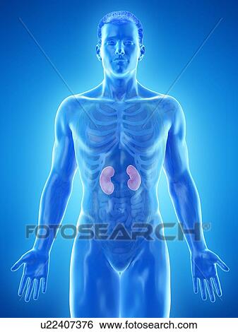 Stock Photograph - Kidney anatomy, computer illustration.. Fotosearch