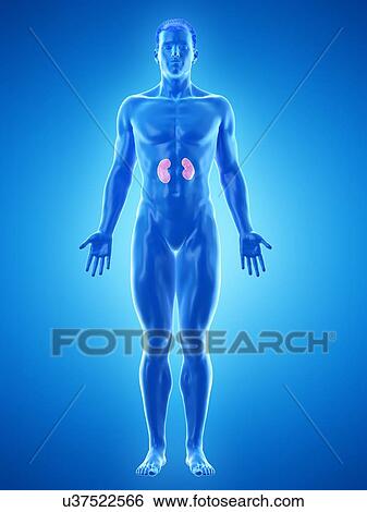 Stock Photograph - Kidney anatomy, computer illustration.. Fotosearch