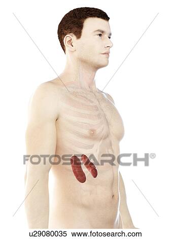 Stock Photography - Kidney anatomy, computer illustration.. Fotosearch